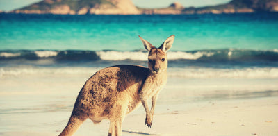 What is Kangaroo Leather?